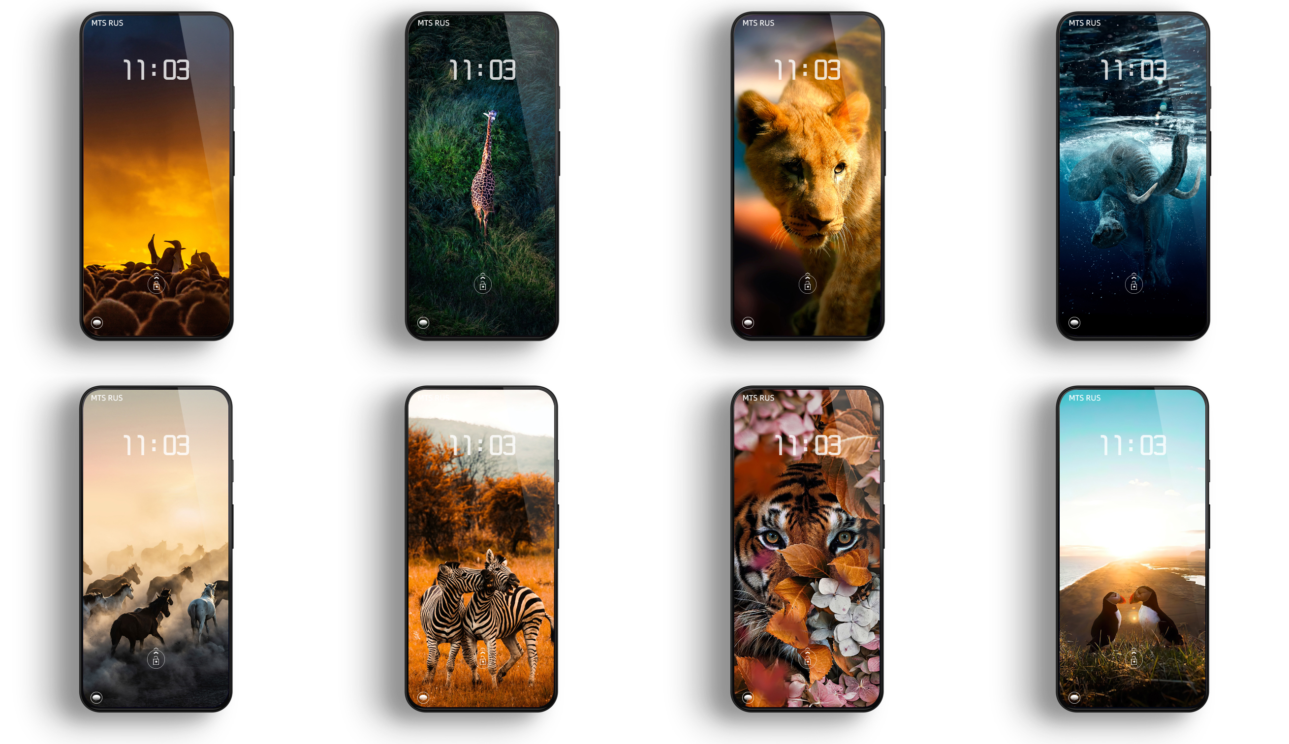 花鸟壁纸动物壁纸,动物壁纸高清手机壁纸