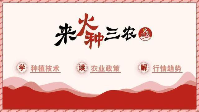 「一周橘价」柑橘竞相上市,实时关注价格动态,择机出售