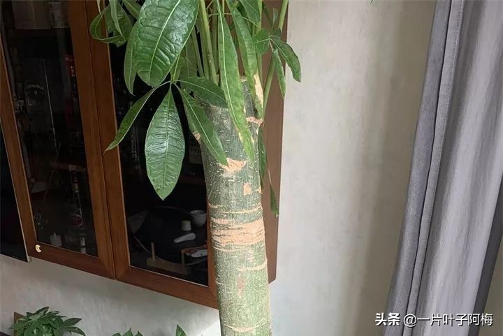 5个植物最招财,能开花又好养的植物又有寓意