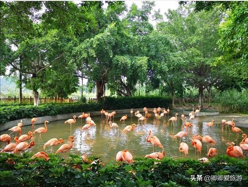 星湖国家湿地公园作用,广东星湖湿地