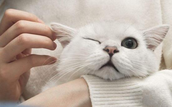 猫咪体外驱虫最好的药是什么,猫咪体外驱虫用什么药好