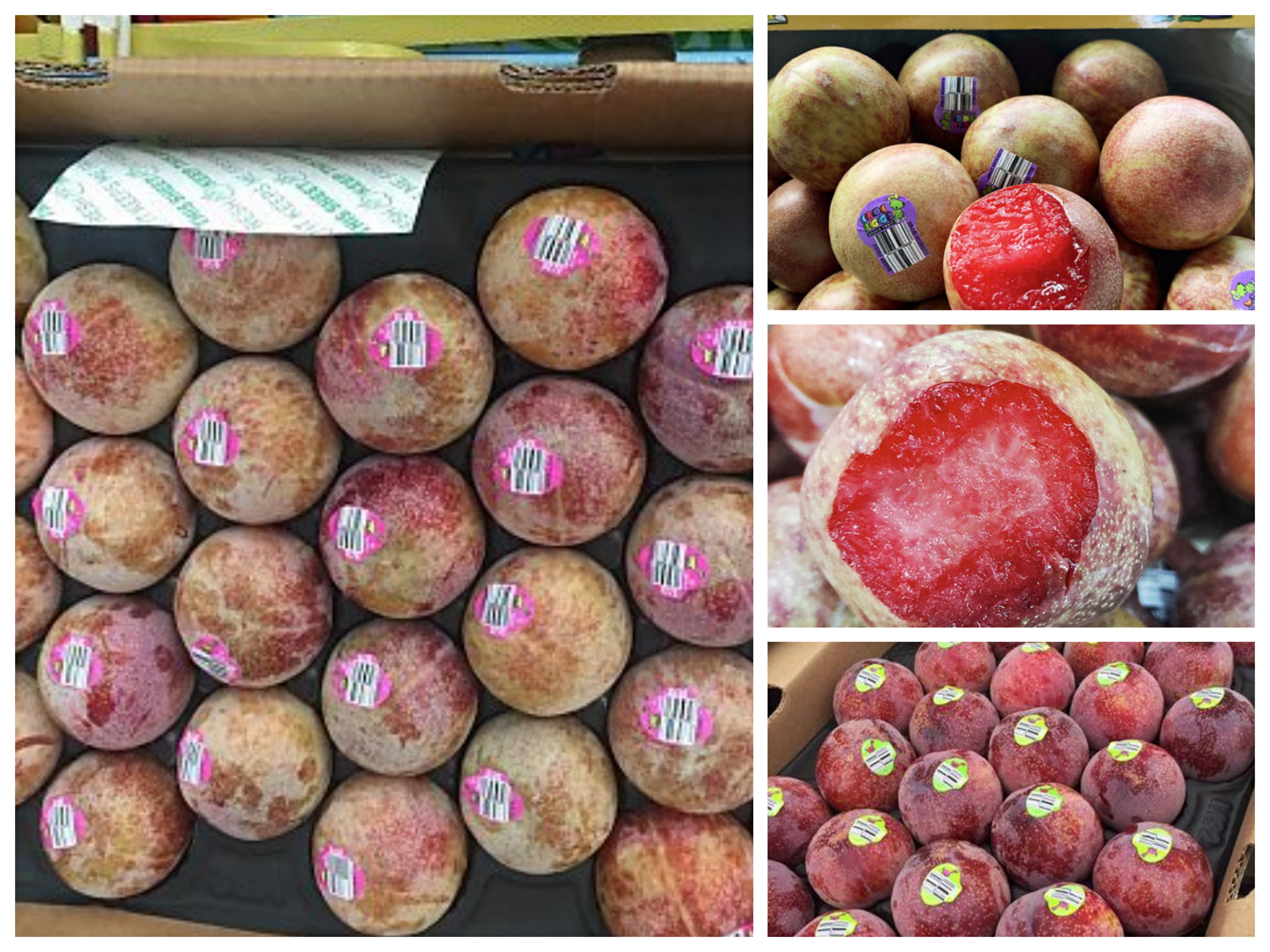 恐龙蛋李子有几年挂果,恐龙蛋李子种植图片