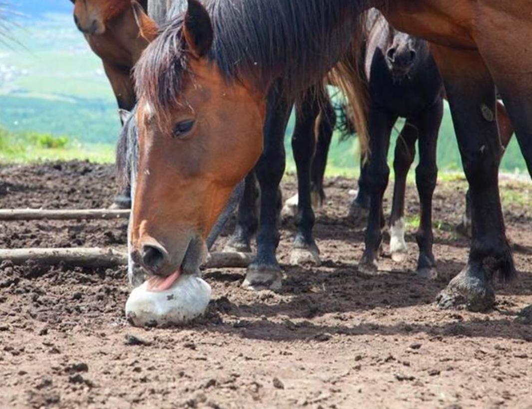 动物不用吃盐吗,宠物真的不能吃盐吗