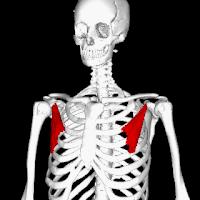 手指麻木拉伸动作,手指麻木胀痛做什么操