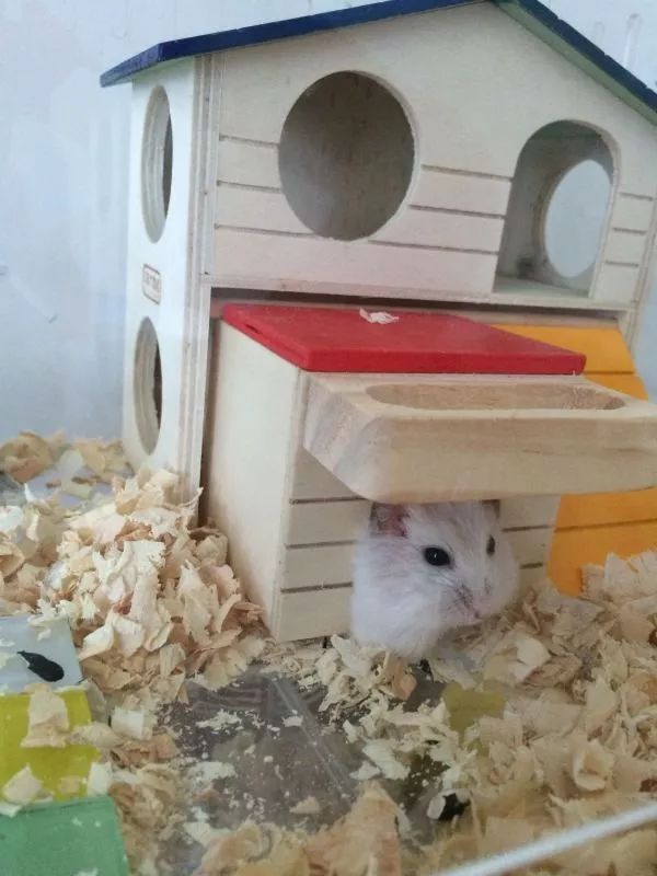 养仓鼠7天就死了,养仓鼠养到破产