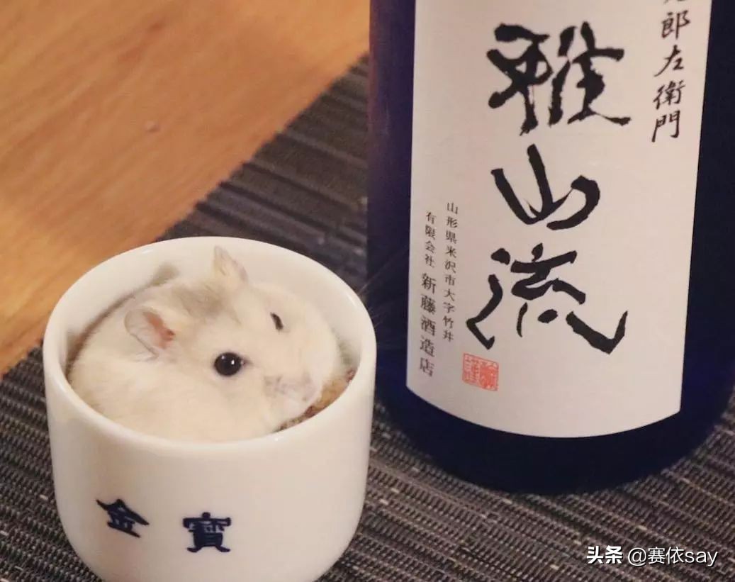 日本推主养了只小仓鼠，又团又圆的样子简直萌炸了！可爱到治愈！