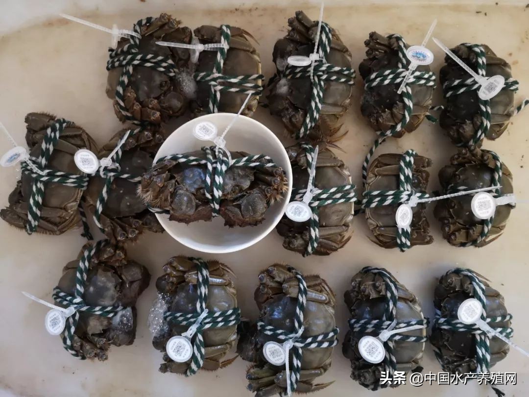 年销售额达5000多万，一手打造多个“百万富翁”，这位上过《致富经》的传奇蟹匠，又把这块土地变废为宝