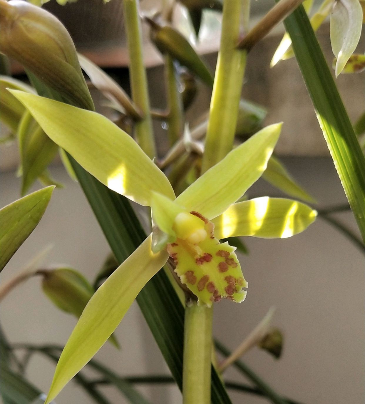 蕙兰没有抽杆开花的怎么回事,蕙兰刚出花苞长什么样