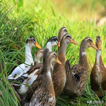 怎样给种鸡母鸭输精是正确的,母鸭人工授精翻肛技术
