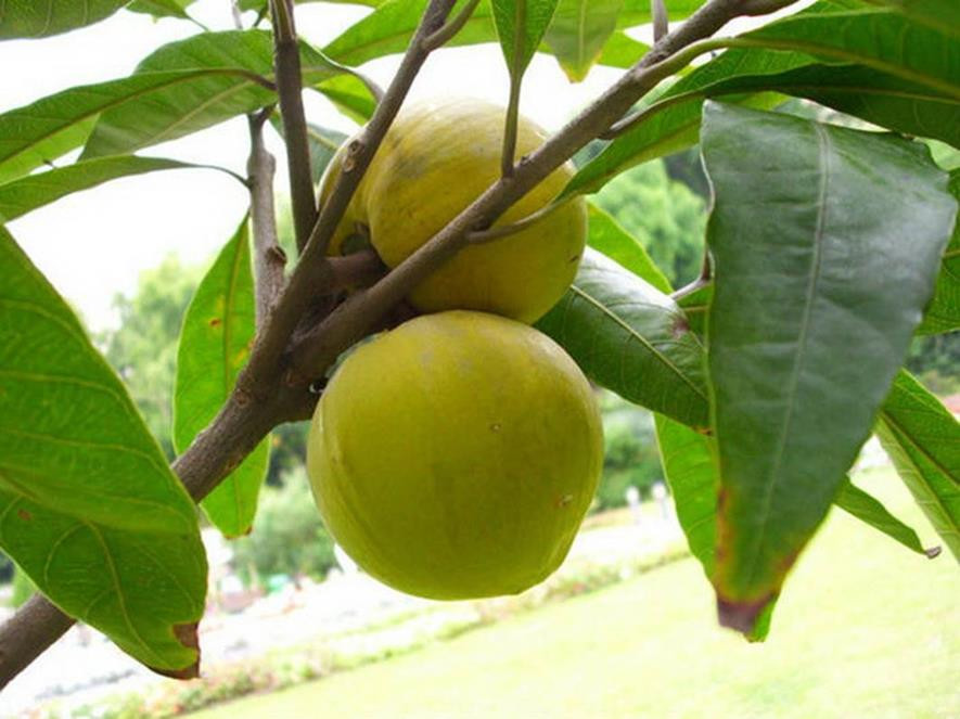 百种味道的果子,四季百种果子图片