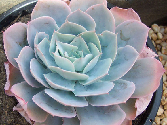 广寒宫都有谁,广寒宫里都有谁