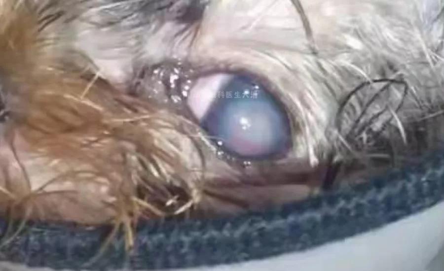 狗狗眼角膜溃疡一般治疗多久能好,狗狗眼角膜水肿与皮肤病有关吗