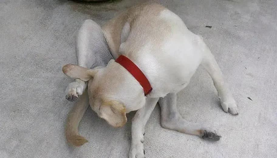 生病狗狗死之前的征兆,狗狗生病快不行的征兆