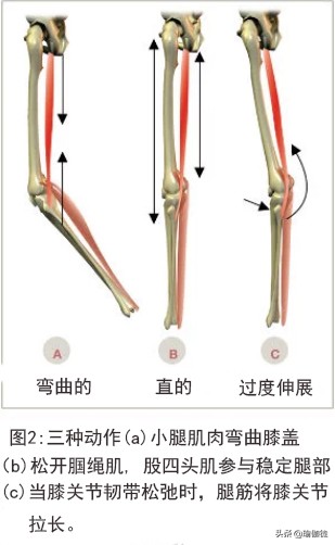 怎么缓解腘绳肌紧张,缓解腿部肌腱酸痛
