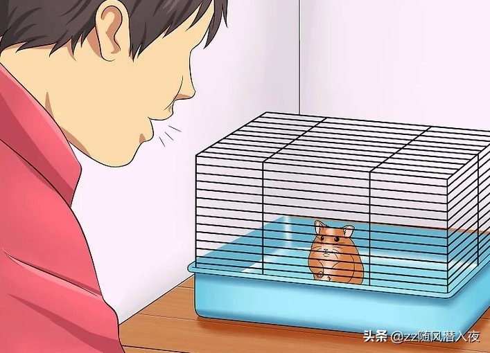 如何让仓鼠在短时间之内信任自己,如何让小仓鼠信任你