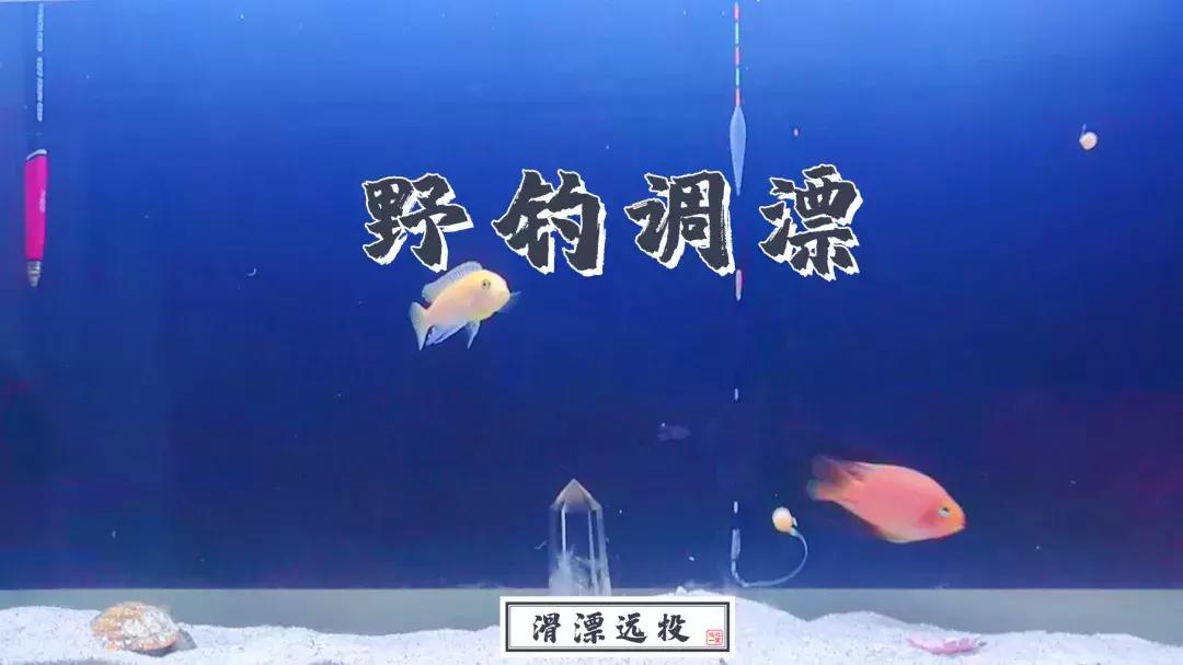 野钓调漂基础知识大全,野钓调漂最佳方法解读