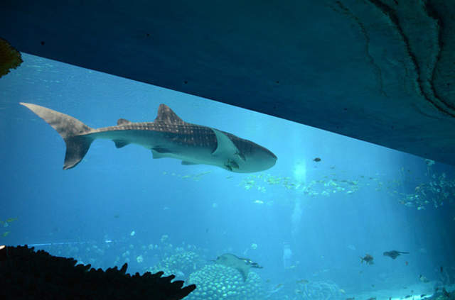 珠海长隆海洋王国游玩简介攻略,长隆海洋王国玩1天