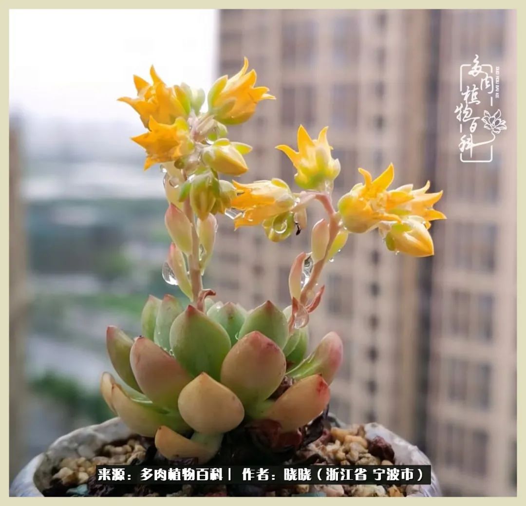 对多肉的热爱深入骨髓,当激情退却希望你依然保持热爱