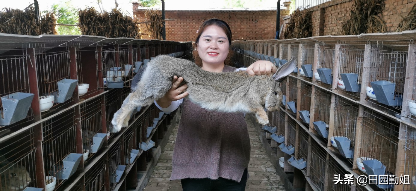 散养兔子养殖技术及注意事项,兔子生小兔子要注意什么