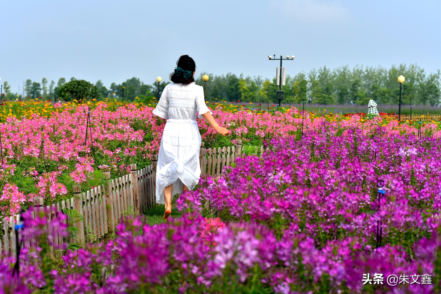 大丰荷兰花海郁金香开了没有,荷兰花海现在有郁金香吗