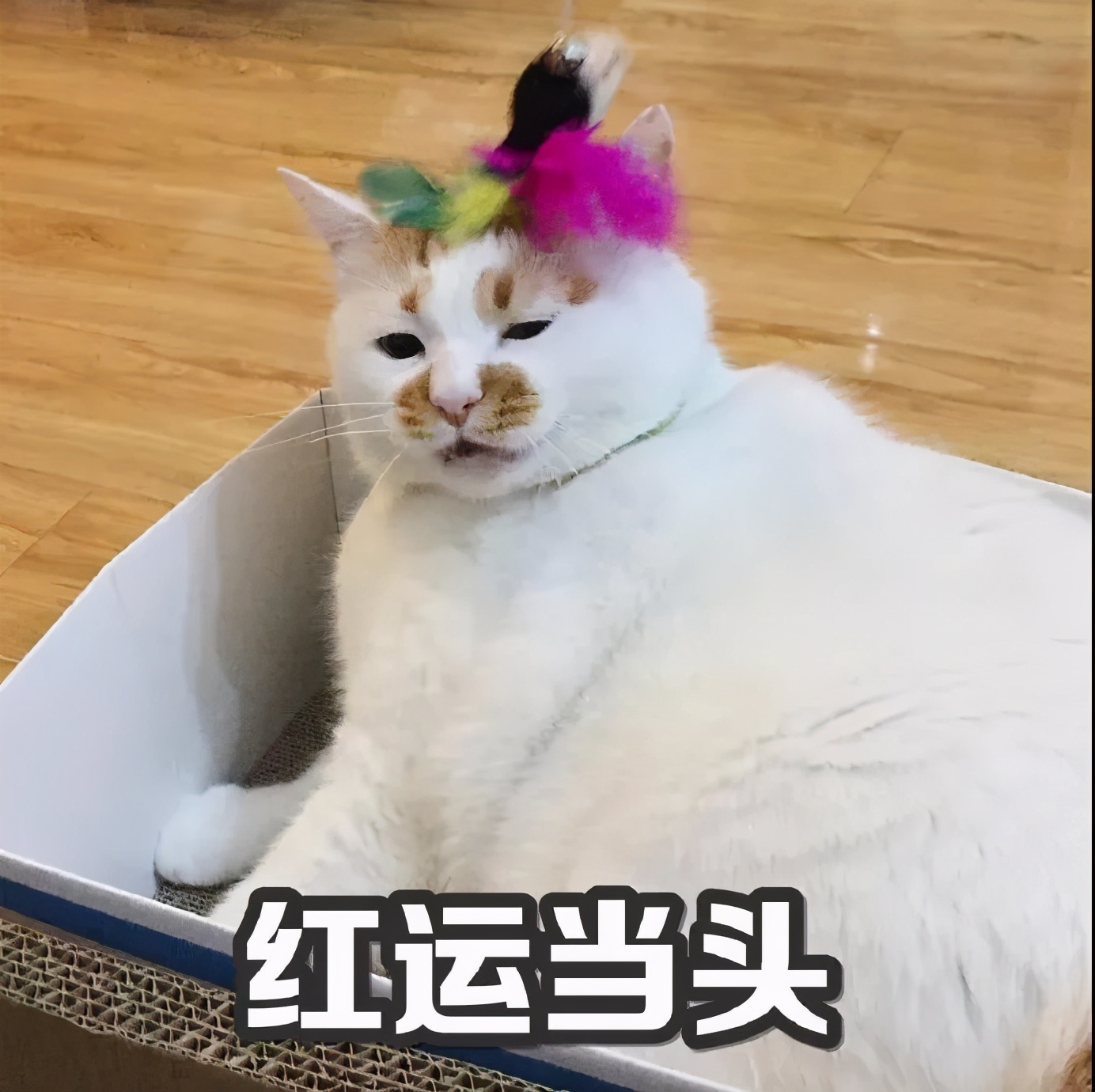 猫咪急救箱必备药物有哪些,猫咪的急救方法