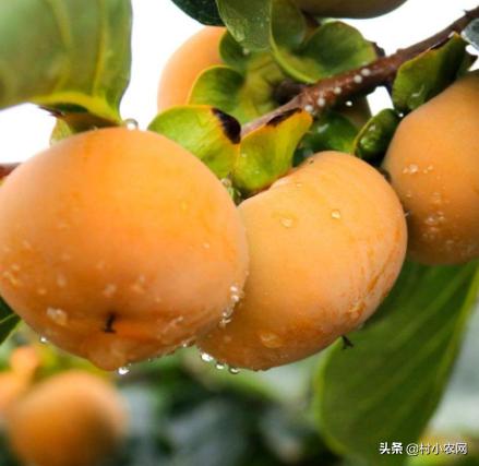 黑龙江农作物创业新思路,农村最赚钱的种植项目有哪些