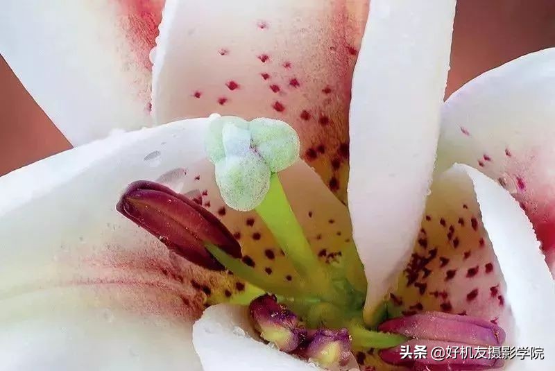 景深后期怎么合成照片,如何拍出前虚后实的景深照片