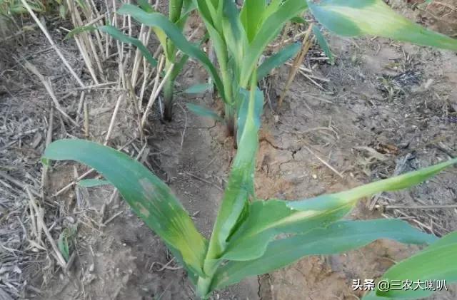 玉米苗后除草剂药害下雨会减轻吗,玉米除草剂对豆角的药害怎么解除