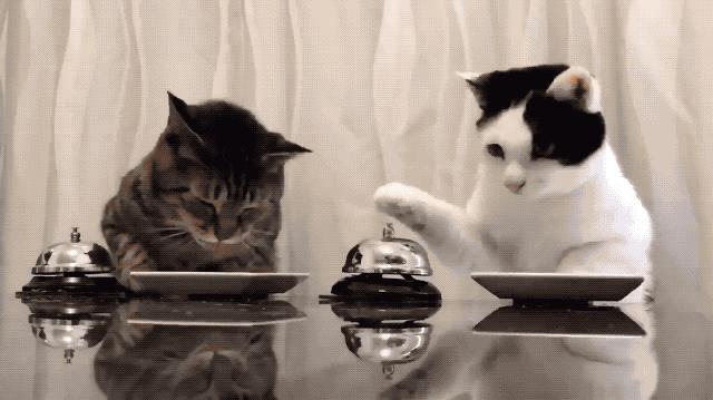 猫咪吃狗粮有哪些危害呢,猫咪喂狗粮有哪些危害