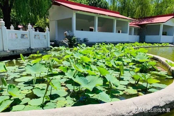 芒种旅游景点推荐,芒种至仲夏节气