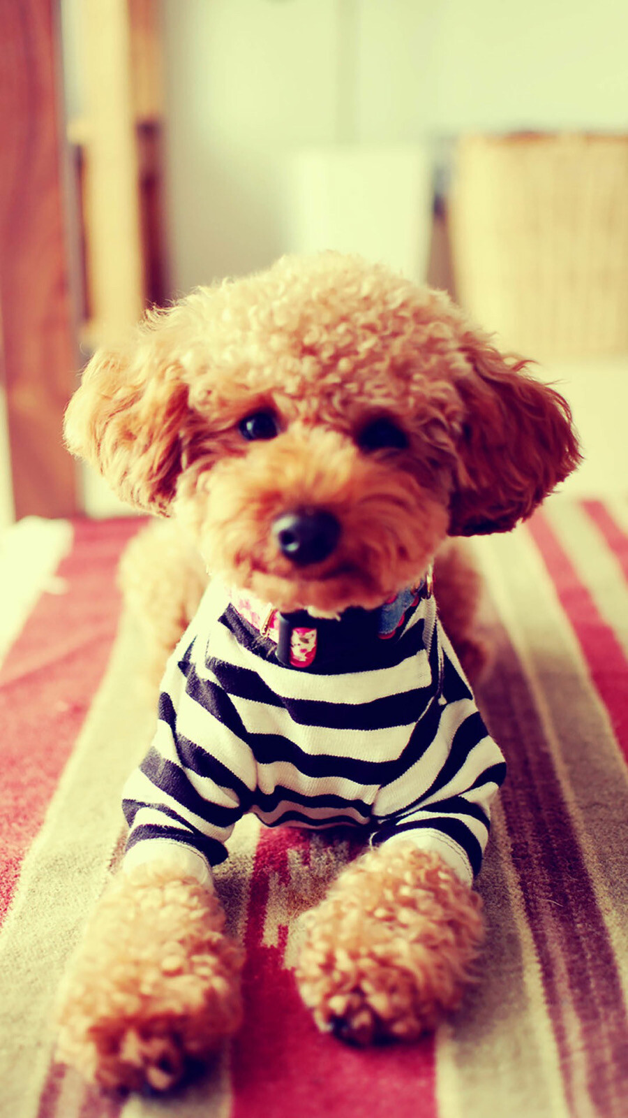 什么品种的狗狗适合有孩子家庭养,如何挑选适合自己的狗狗品种