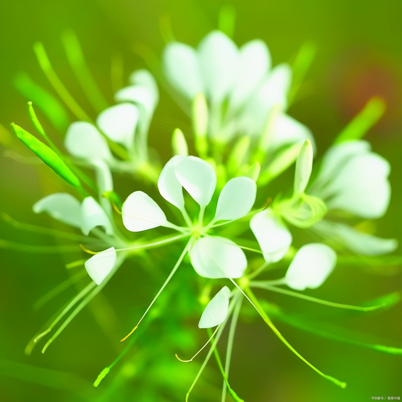 成长感悟之坚持类作文怎么写？看语文老师给你写一篇神仙范文