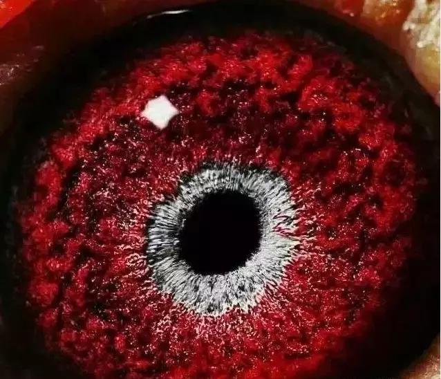 哪种鸽子最容易引鸽,怎样杀鸽子可以减少鸽子的痛苦