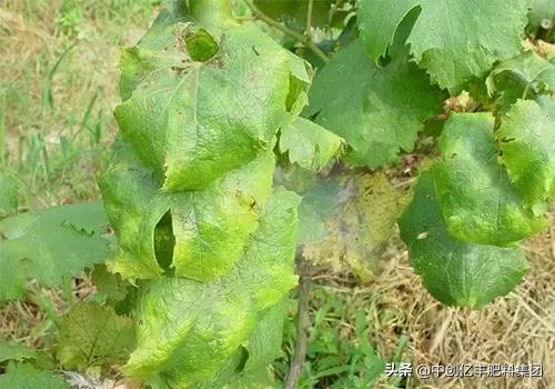 果树新叶打卷怎么办,果树卷叶烂叶怎么办