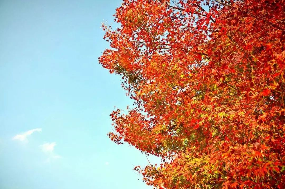 上海厉害了,厉害了上海