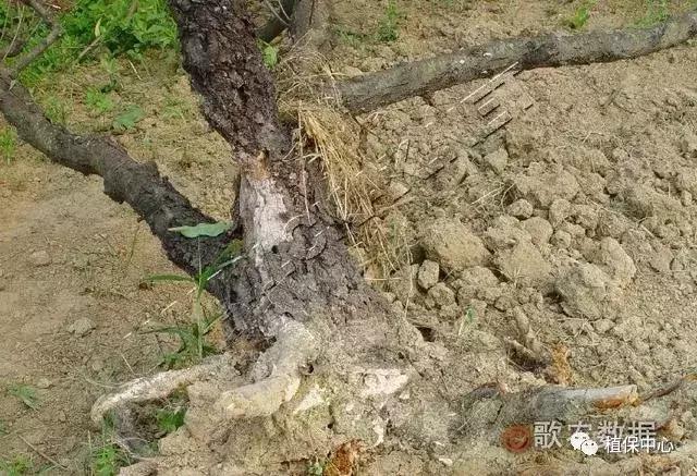 几种果树根部病害的症状识别与防治