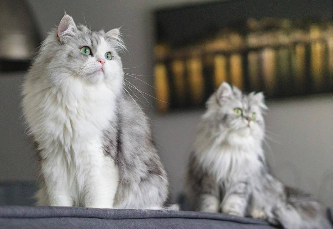 猫咪寄生虫的症状表现,猫咪绦虫病的症状及治疗方法