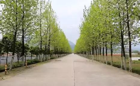 非物质文化遗产南庙武术,中国武术之乡十大排名