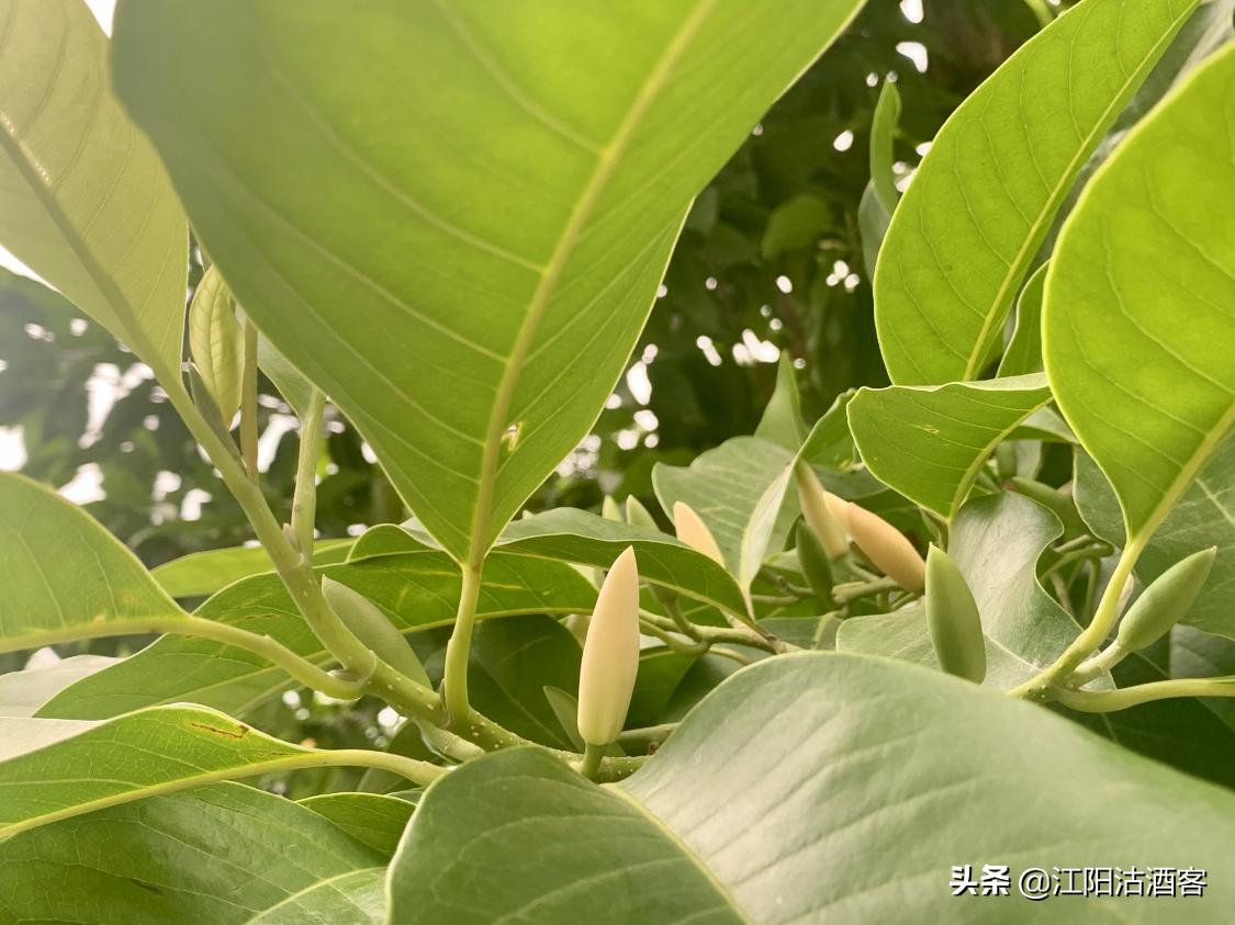 泸州五月多芬芳，黄桷兰香气质雅，这是沽酒客眼里的花中君子