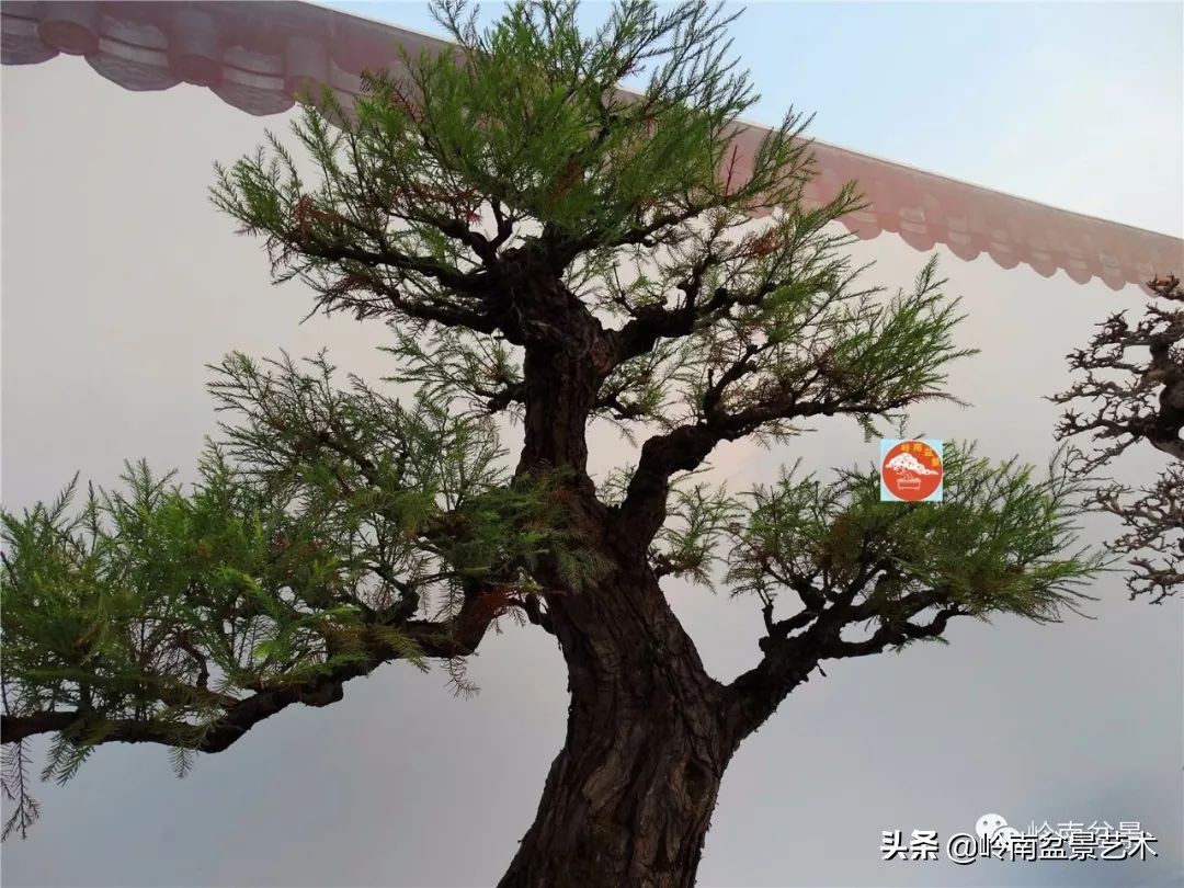 杂木盆景也毫不逊色,杂木盆景值钱吗