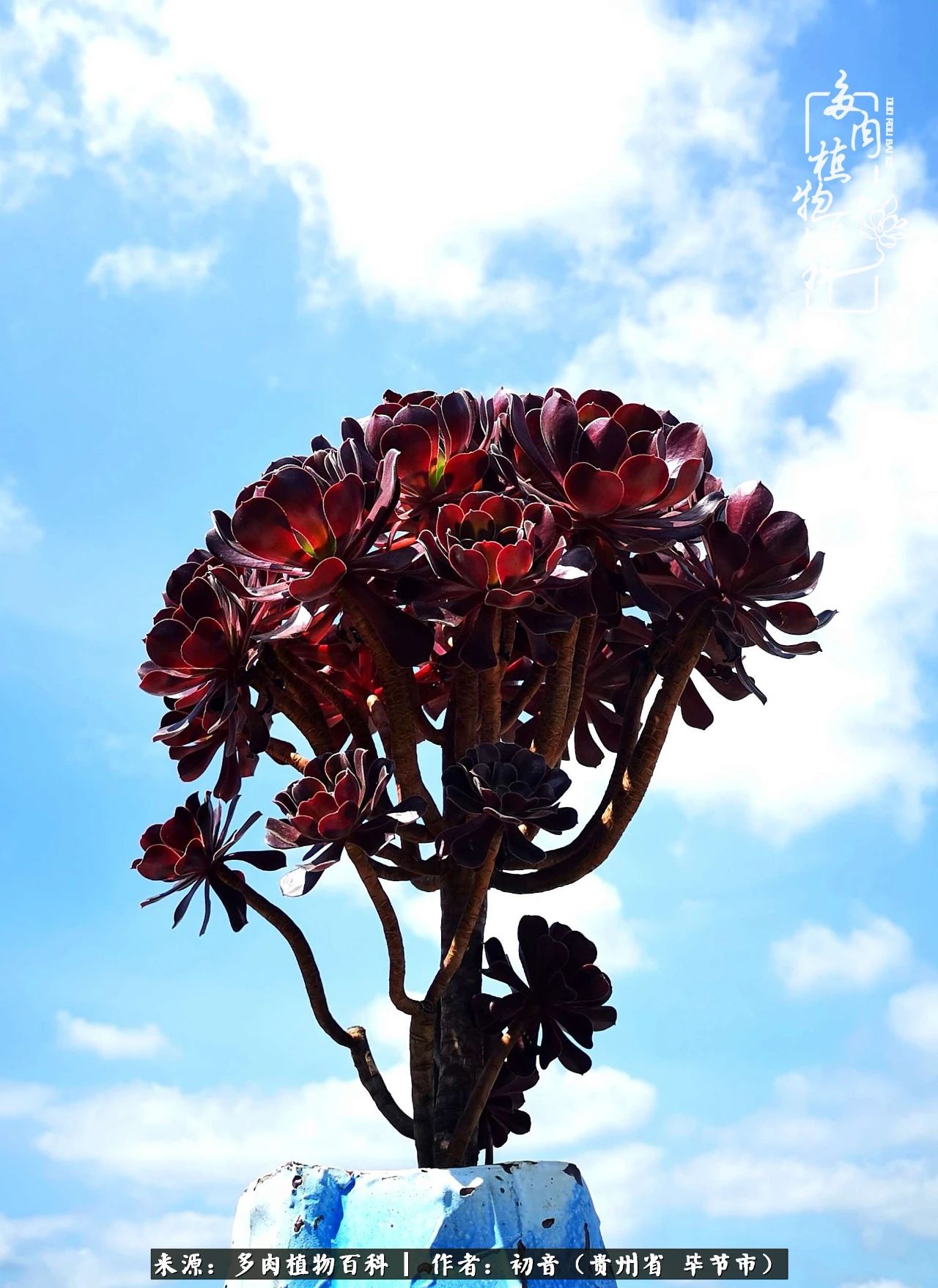 和多肉共度美好时光,与多肉一起成长