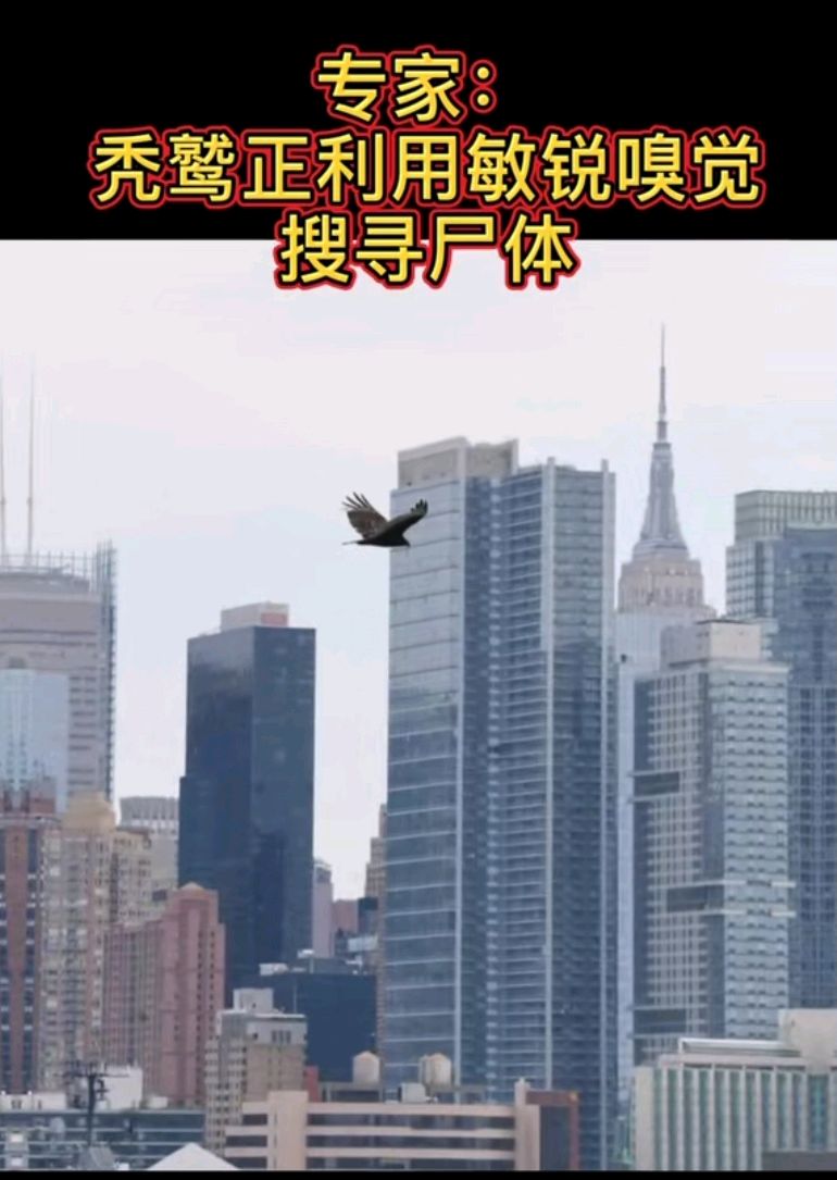 美国疫情风暴持续，为什么秃鹫盘旋在纽约上空