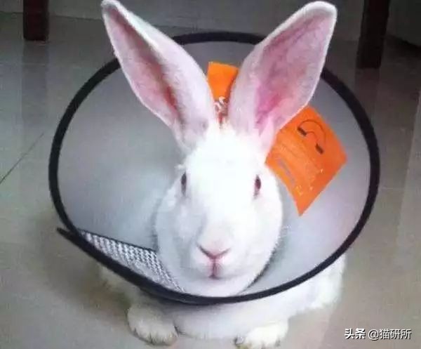 伊丽莎白圈猫咪,伊丽莎白圈有危险吗