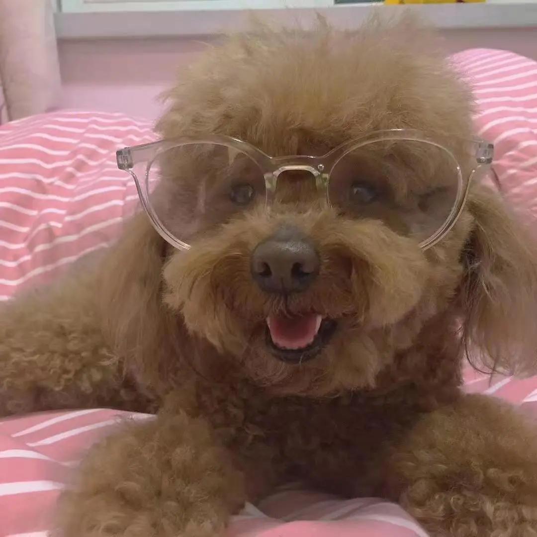 男生猛犬穿女装,男生细狗穿女装