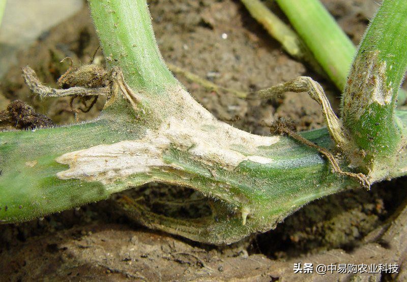 西葫芦茎流胶腐烂是啥病,西葫芦根腐烂怎么办