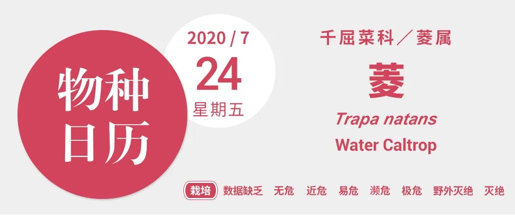 你吃的菱，是2角、4角还是0角？