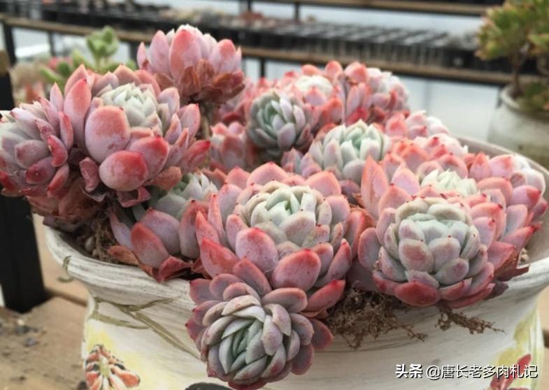 多肉冰梅适合阳台养吗,多肉冰露夏天怎么养