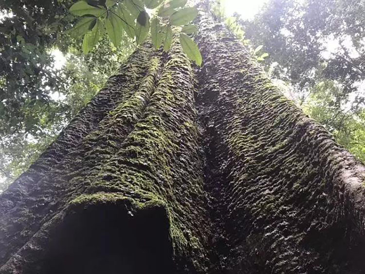 真正的实木大板要多少钱,实木大板的价格是真的吗