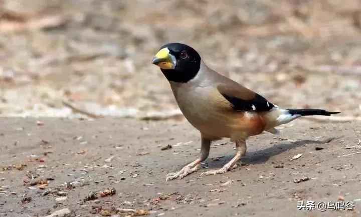 蜡嘴鸟训练技术视频大全,蜡嘴鸟多大开始训