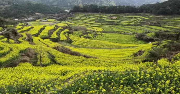 黄山踏青油菜花图片,黄山油菜花景观进入最佳观赏期